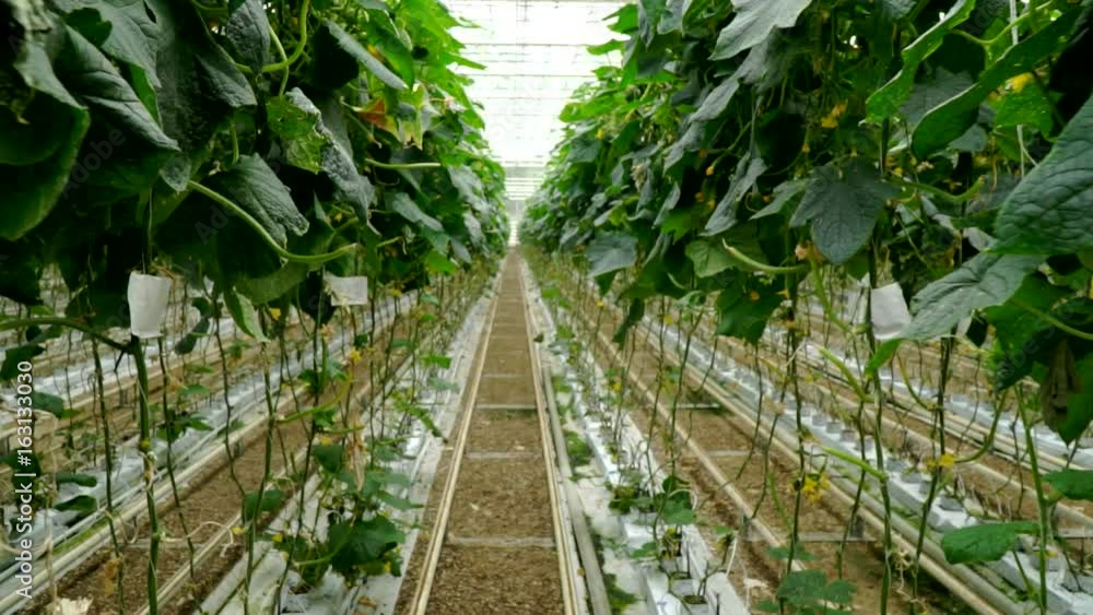 Growing cucumbers in the greenhouse by method of drip irrigation. Smooth camera movement. Growing cucumbers in the greenhouse by method of drip irrigation. Smooth camera movement.
