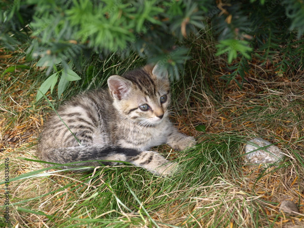 Fototapeta premium Babycat