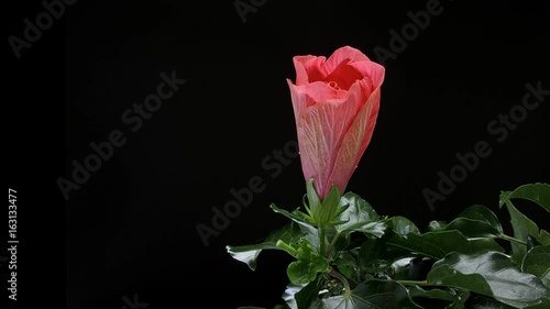 Red Hibiscus Flower Blooming opening