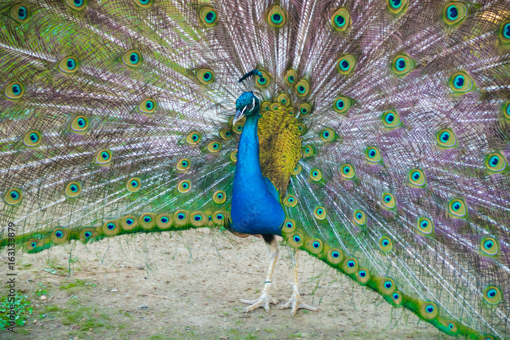 Obraz premium Peacock colored beautiful