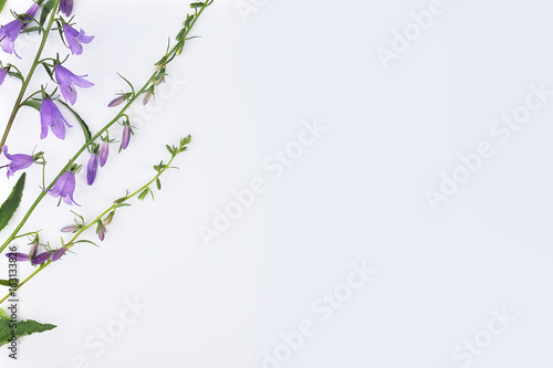 Purple bells flowers on a white background