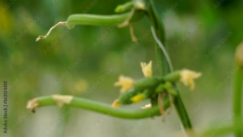 Growing cucumbers in the greenhouse by method of drip irrigation. Transition of camera focus. Growing cucumbers in the greenhouse by method of drip irrigation. Transition of camera focus.