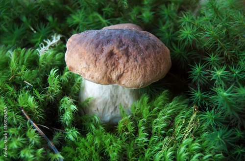 Fresh white mushroom in the forest