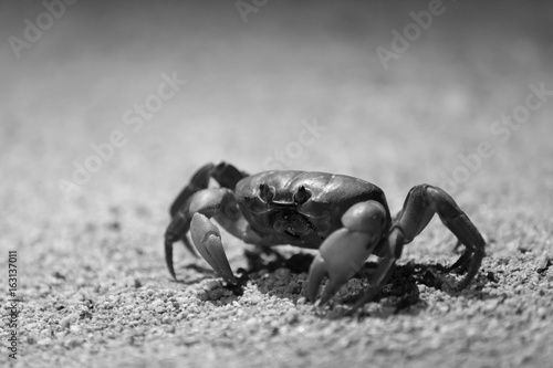 Land crab at night with light - black and white photo