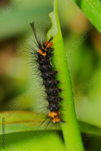 Black Caterpillar with an Orange Head and Spikes Eating a Leaf © Tarikh Jumeer