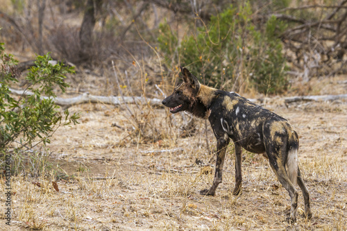 African wild dog in Kruger National park, South Africa © PACO COMO