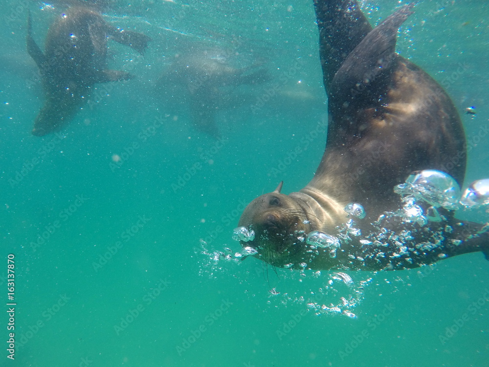 Obraz premium fur seal