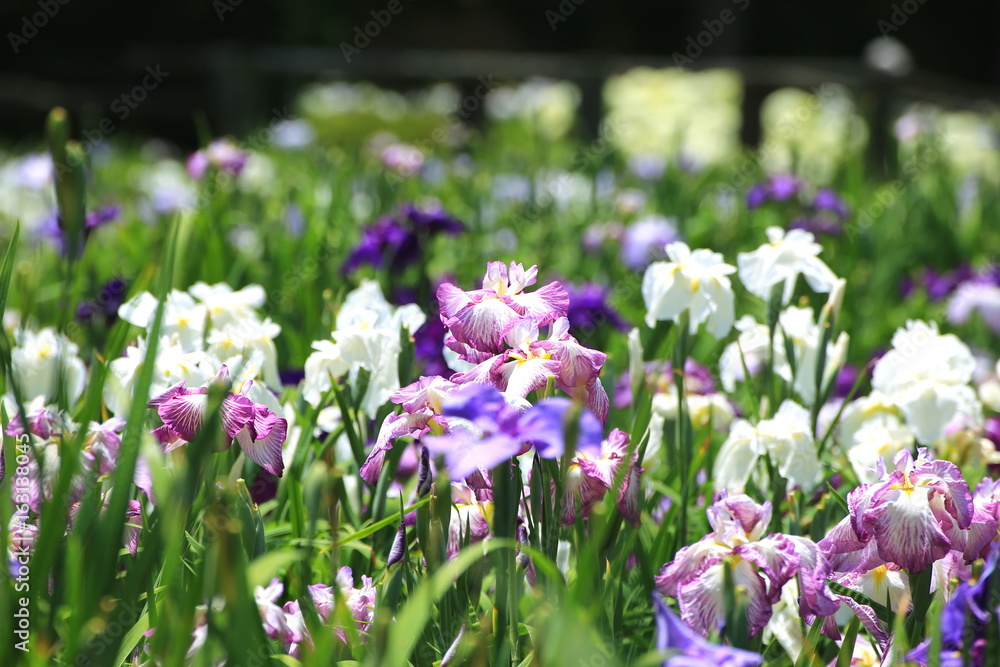 華やかな花菖蒲