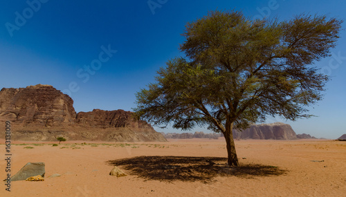 Baum in der Wüste von Wadi Rum © Nicolas