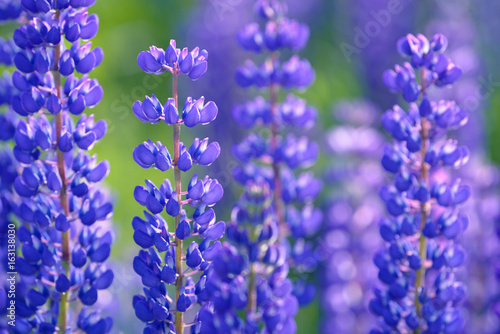 Lupinus  lupin  lupine field with pink purple and blue flowers