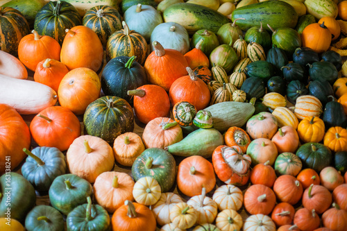 varieties of squashes and pumpkins
