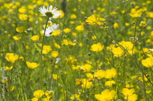 Oxeye daisies (ranunculus acris) and buttercups (leucanthemum vulgare) being blown in the wind