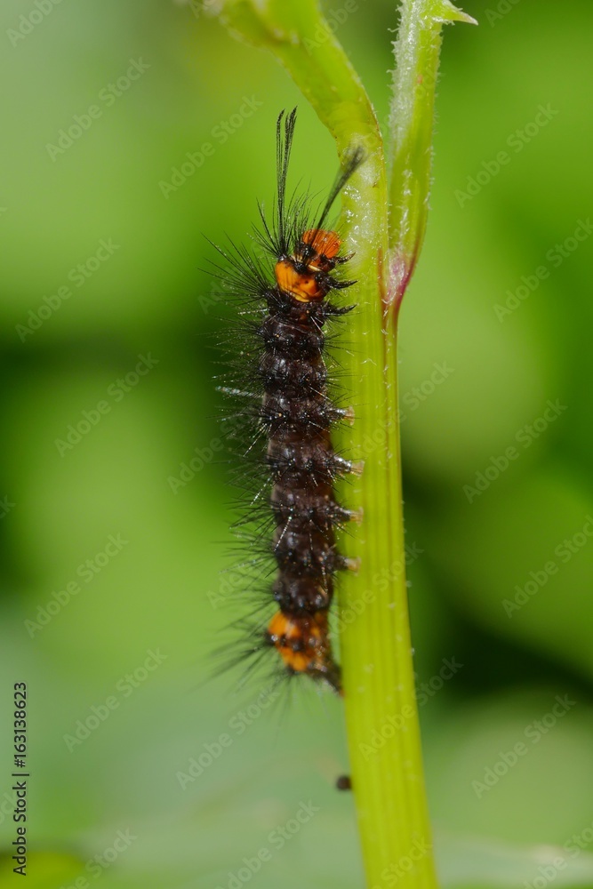 Black Caterpillar with an Orange Head and Spikes Eating
