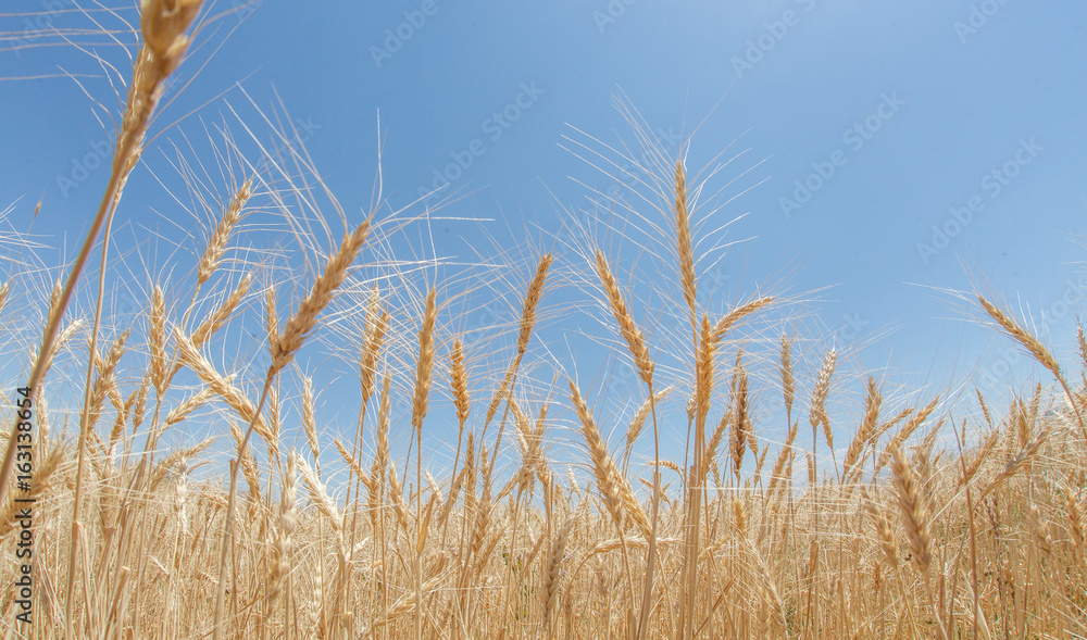 Obraz premium Wheat ears