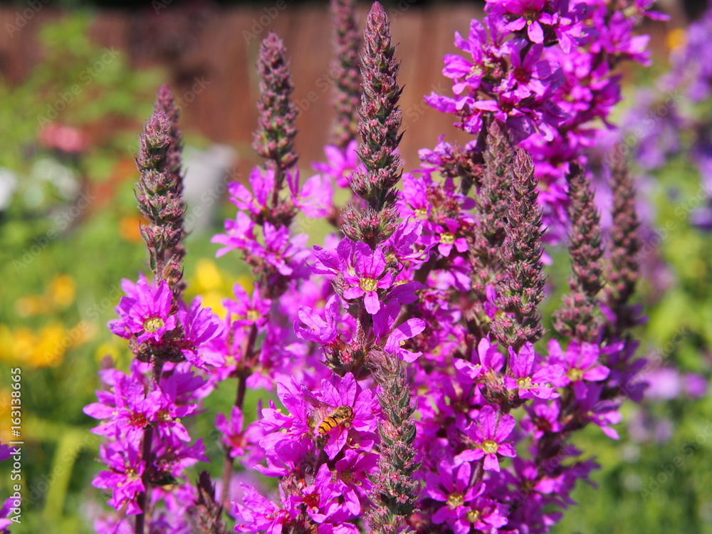 Obraz premium Lythrum salicaria - purple loosestrife 