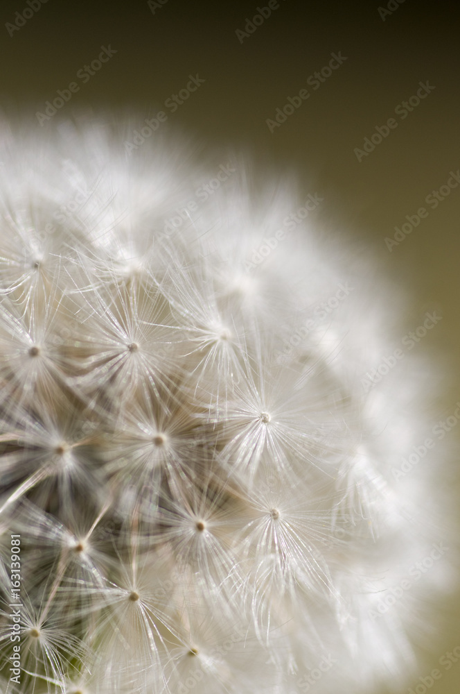 Fototapeta premium Common dandelion seed head (Taraxacum officinale)