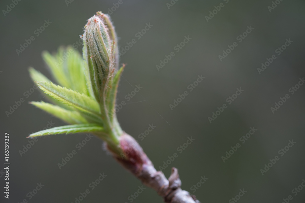 The first spring gentle leaves, buds and branches macro close up background The first spring gentle leaves, buds and branches macro close up background