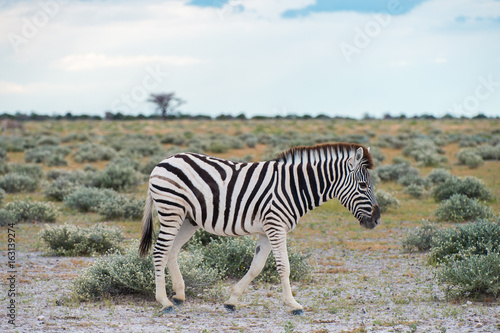 Burchell s  Plain s  zebra