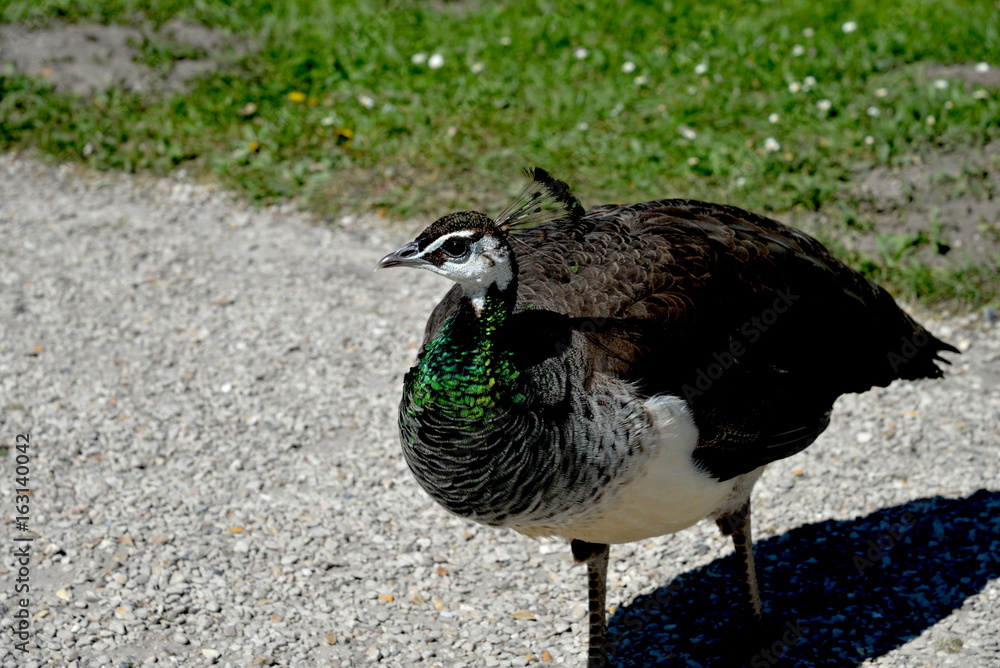 Paon Femelle Stock Photo Adobe Stock