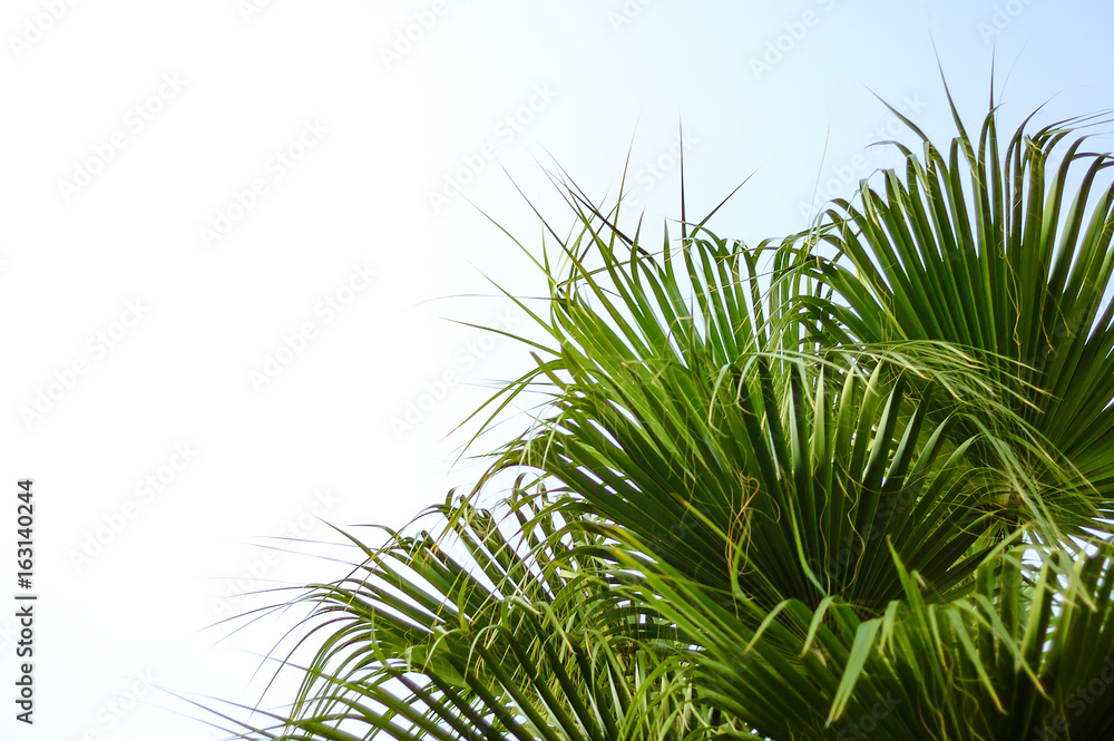 Palm Tree Crown on Bright Sky Background. Summer Vacation Concept. Palm Tree Crown on Bright Sky Background. Summer Vacation Concept.