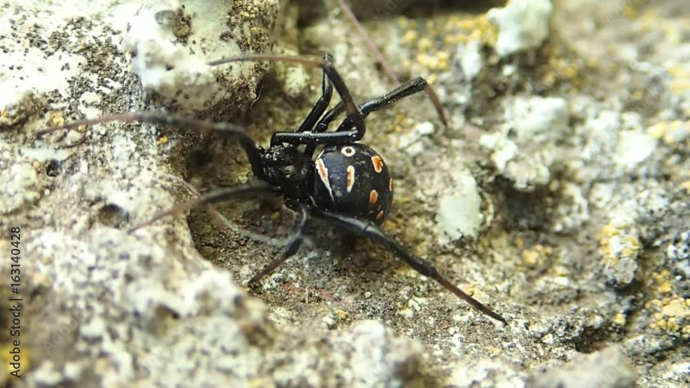 Young black widoe spider changing its place Young black widoe spider changing its place