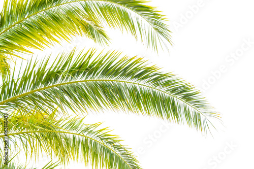 Palm Tree Leafs on Bright Sky Background. Summer Vacation Concept.