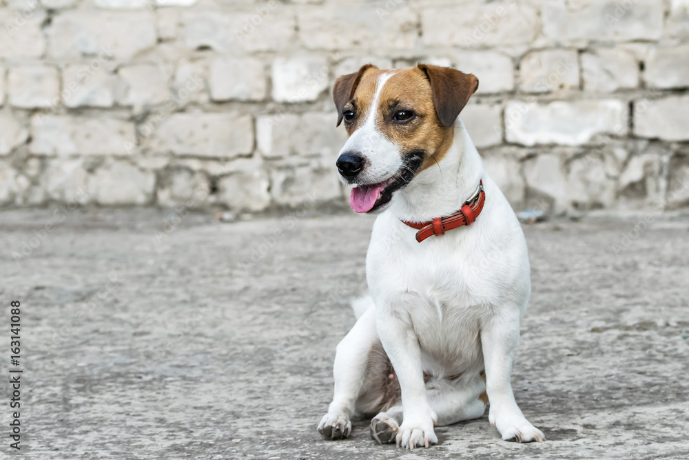 Gray ruined brick wall background and a sitting small dog Jack Russell Terrier