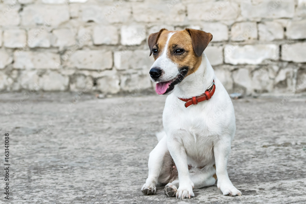 Gray ruined brick wall background and a sitting small dog Jack Russell Terrier Gray ruined brick wall background and a sitting small dog Jack Russell Terrier