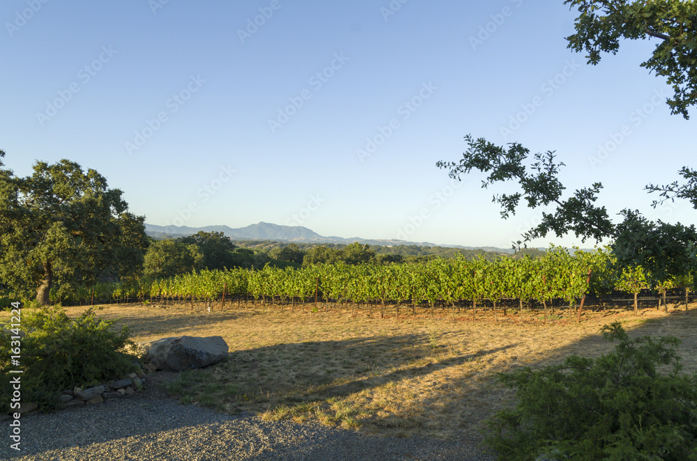 Late evening at a Sonoma County winery as the sun is setting and shadows are lengthening
