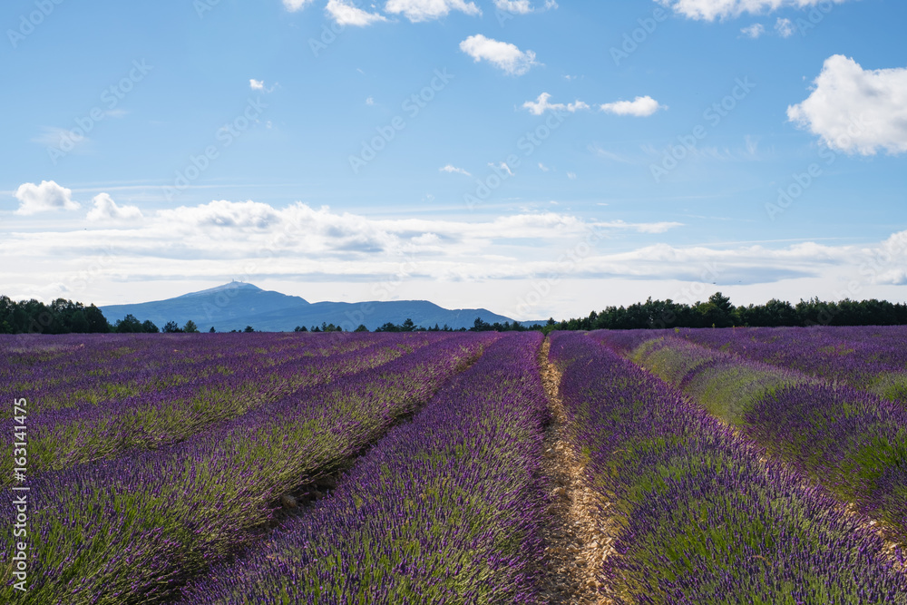 Champ de lavande au Pays de Sault, Provence, France. Le mont Ventoux en arrère plan.
