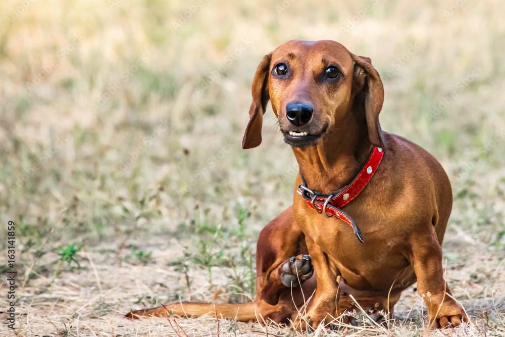 A red dachshund dog sitting on a glade in summer and looking to the camera
