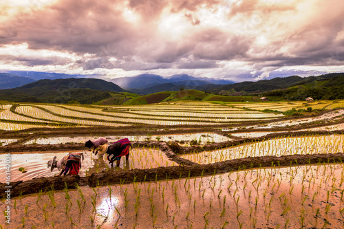 Foto Rice farmers transplant in the paddy field on rice field terraced in north Thailand, Mae jam, Chiang Mai, Thailand