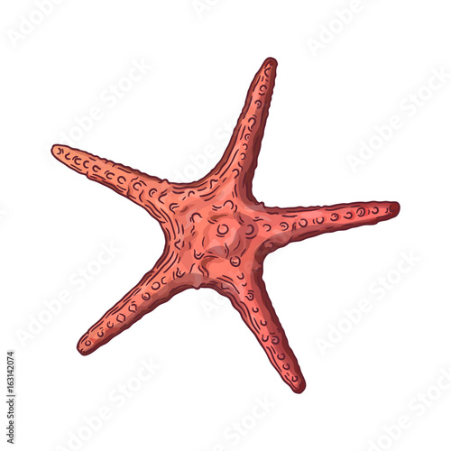 Cartoon illustration of starfish.