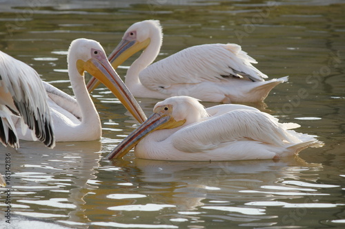 pelican © Mohammed
