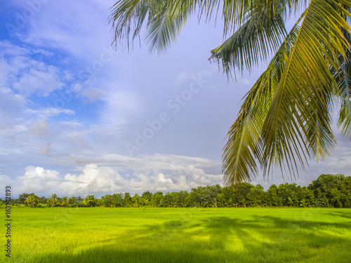 Fotografie Palm tree fronds hang under a blue sky and a green ricefield in Trat Province, e