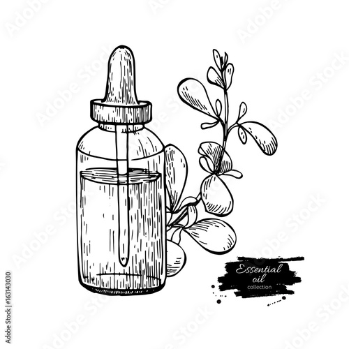 Marjoram essential oil bottle and marjoram leaves hand drawn vector illustration. Isolated plant drawing for Aromatherapy