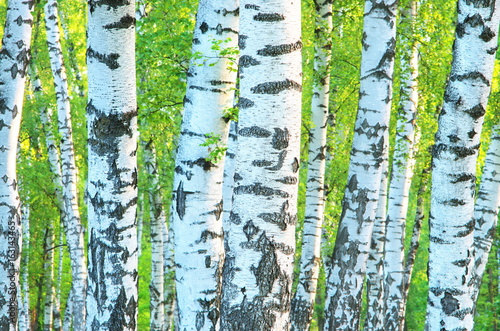 Trunks of a birch grove in the early morning of summer