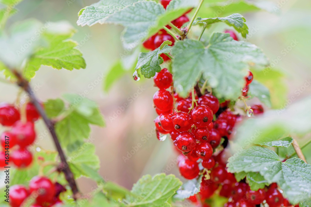 Fresh bunch of red virburnum on branch. After rain photo. Fresh organic guelder rose with green leaves in village garden. Seasonal fruit, fall harvest and medicinal plant concept. Fresh bunch of red virburnum on branch. After rain photo. Fresh organic guelder rose with green leaves in village garden. Seasonal fruit, fall harvest and medicinal plant concept.