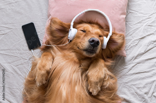 The Golden Retriever wearing headphones listening to music photo