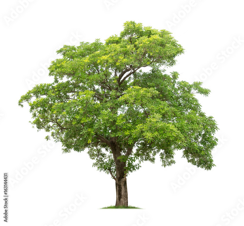 Tree isolated on white background