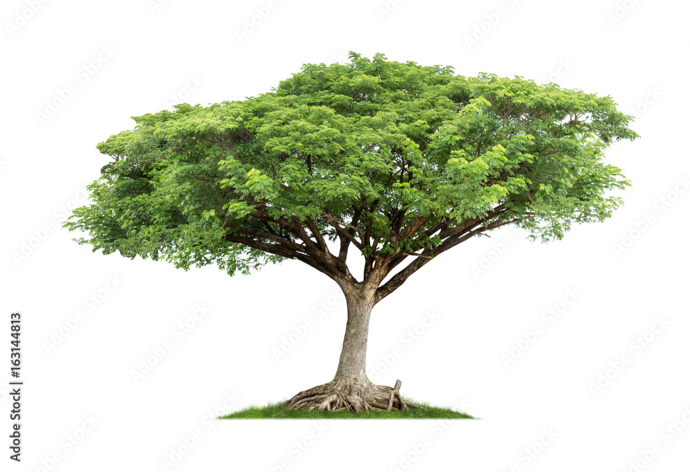 Obraz premium Tree isolated on white background