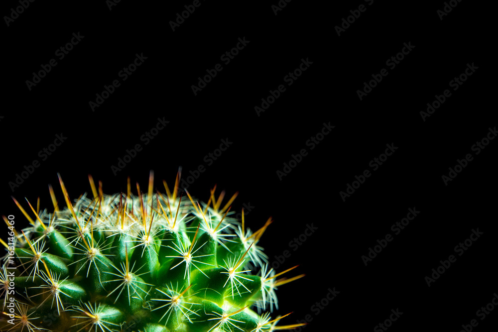 Vivid green of Mammillaria Cactus on black background Vivid green of Mammillaria Cactus on black background