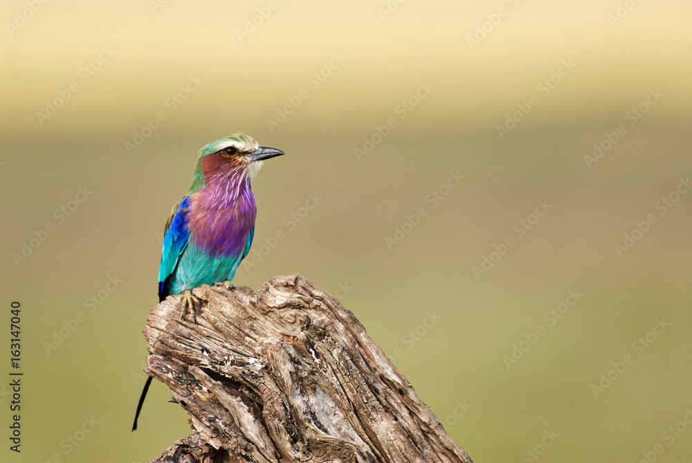 Lilac breasted roller Lilac breasted roller