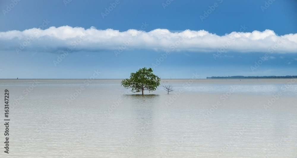 A lone tree stands at low tide in an estuary in east Thailand