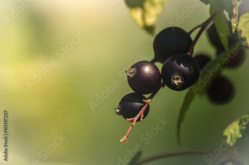 currant on a branch in the sun