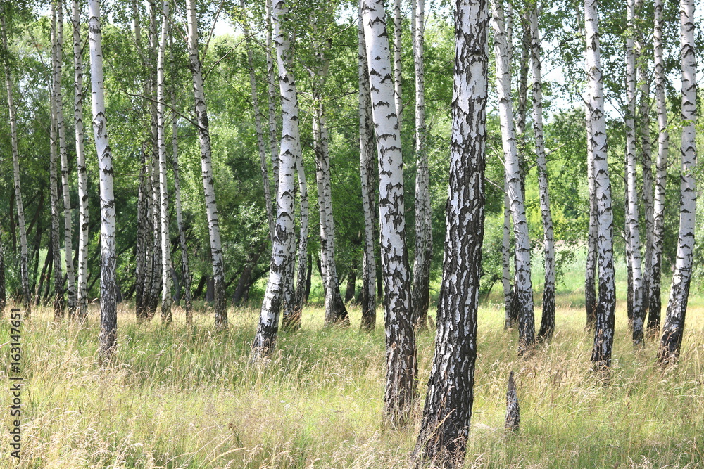Beautiful white birches in summer in birch grove Beautiful white birches in summer in birch grove