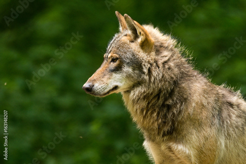 Grey Wolf  Canis lupus  