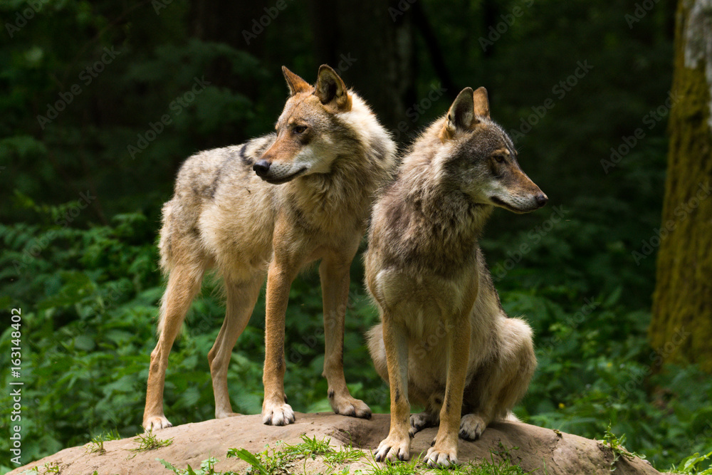 Grey Wolf (Canis lupus) 