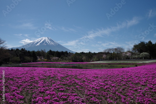 富士山と芝桜