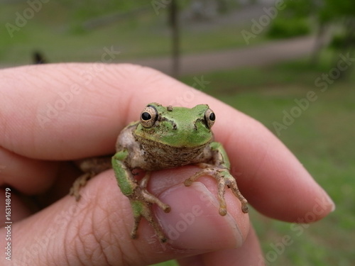 手の中のアマガエル